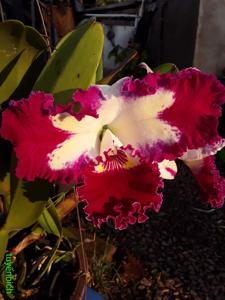 Cattleya White Spark