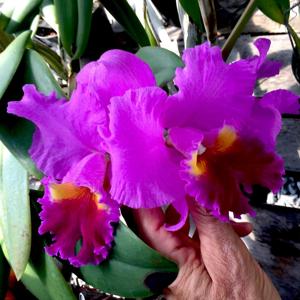 Cattleya Drumbeat