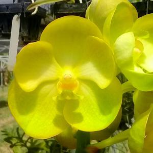 Vanda Prapathom Gold