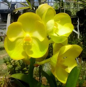 Vanda Prapathom Gold