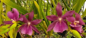 Miltonia Guanabara