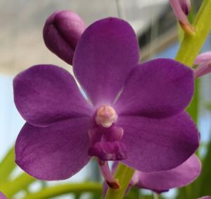 Vandachostylis Pine Rivers