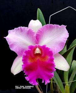 Rhyncholaeliocattleya Pink Diamond