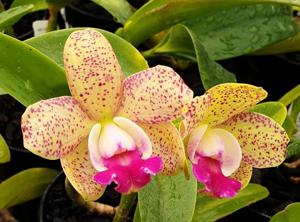 Cattleya Jungle Candy