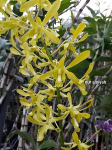 Dendrobium Goldenrod