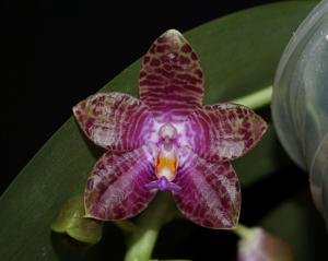 Phalaenopsis LD Mok Chio