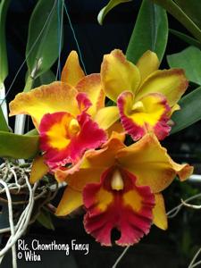 Rhyncholaeliocattleya Chomthong Fancy