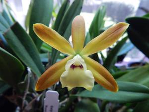 Enanthleya Banana Split