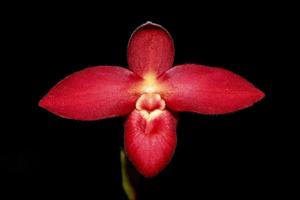 Phragmipedium Windsor Castle