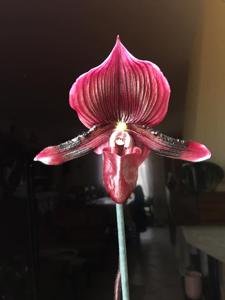 Paphiopedilum Maudiae