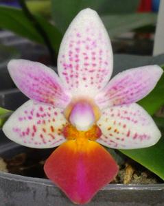 Phalaenopsis Fantasy Musick