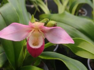 Phragmipedium Cape Sunset