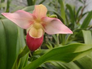 Phragmipedium Cape Sunset