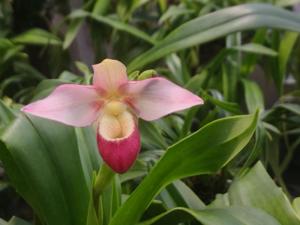 Phragmipedium Cape Sunset