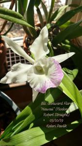 Brassocattleya Windward Flare