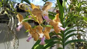 Vanda Ben Fantasy
