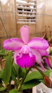 Cattleytonia Rosella's Capri