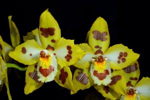 Oncidium Hildesheim