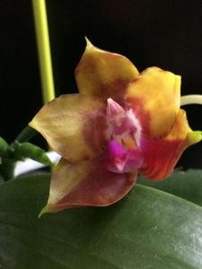 Phalaenopsis Boy King