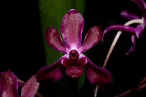 Vandachostylis Pinky