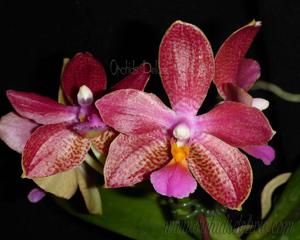 Phalaenopsis Joy Spotted Cat