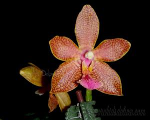 Phalaenopsis Joy Spotted Cat