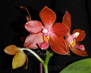 Phalaenopsis Joy Spotted Cat