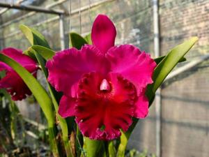 Rhyncholaeliocattleya Sanyung Ruby