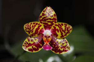 Phalaenopsis Sogo Pony