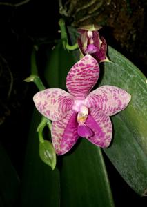 Phalaenopsis Gigabell