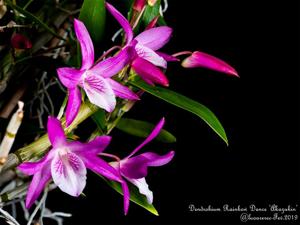 Dendrobium Rainbow Dance