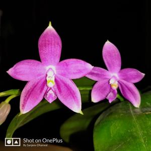 Phalaenopsis Jennifer Palermo