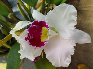 Cattleya Orglade's Grand