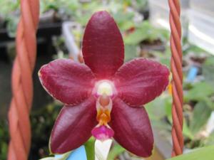 Phalaenopsis Lyndon Passionate Girl