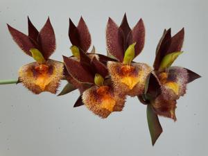 Catasetum Don Quijote