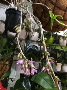 Dendrobium Paradise Lorna