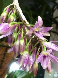 Dendrobium Paradise Lorna