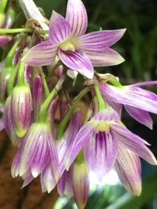 Dendrobium Paradise Lorna