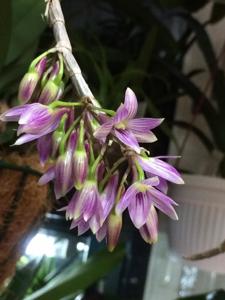 Dendrobium Paradise Lorna