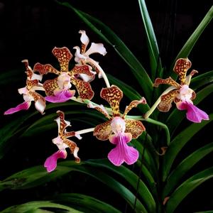 Vanda Ambrosian Discovery