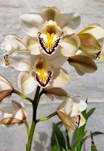 <i>Cymbidium</i> Ewa Gago