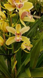 Cymbidium Minuet