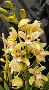 Cymbidium Minuet