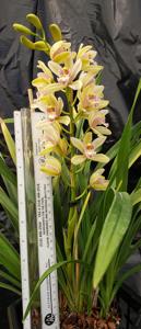 Cymbidium Minuet