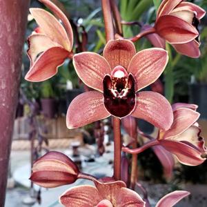 Cymbidium Purple Rain