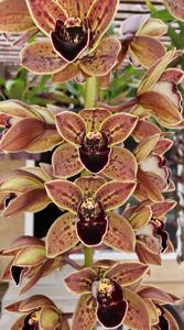 Cymbidium Charles Weckerle Thrun