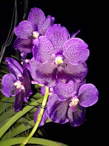 Vanda Pure's Wax