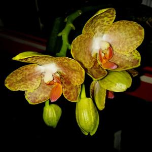 Phalaenopsis Jumbo Goldage