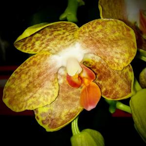 Phalaenopsis Jumbo Goldage