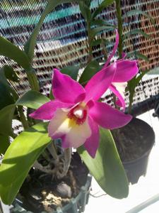 Laeliocatanthe Chien Ya Cranberry